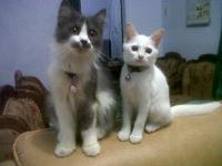 mitos bulu kucing menyebabkan susah hamil-img ***** jpg